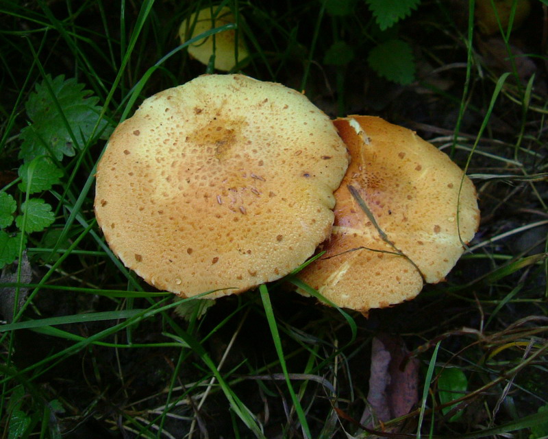 Pholiota lucifera?